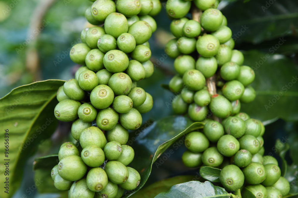 Green coffee beans on stem. Green coffee beans on stem.