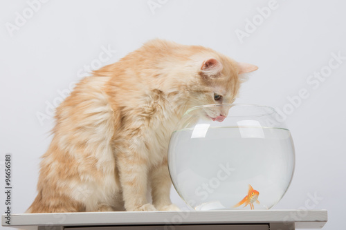 Fototapeta Naklejka Na Ścianę i Meble -  The cat drinks water from the aquarium with goldfish