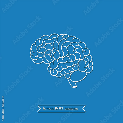 Human brain 2