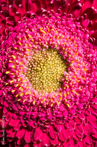 Beautiful red gerbera flower  close up