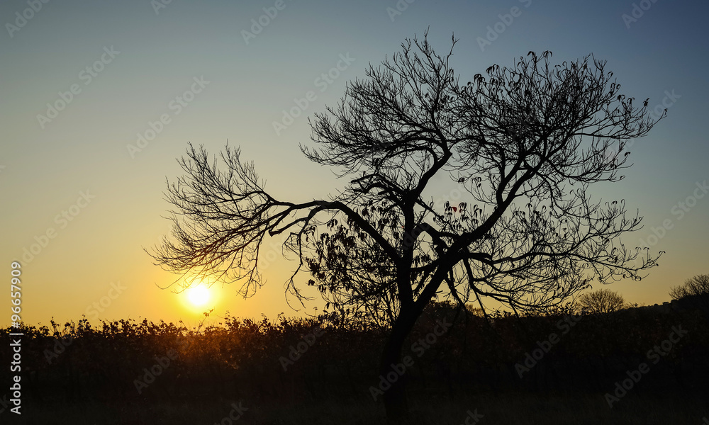 Sonnenuntergang im Weingarten mit Baum im Herbst Sonnenuntergang im Weingarten mit Baum im Herbst