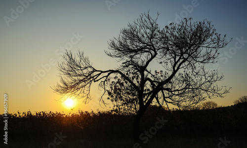 Sonnenuntergang im Weingarten mit Baum im Herbst