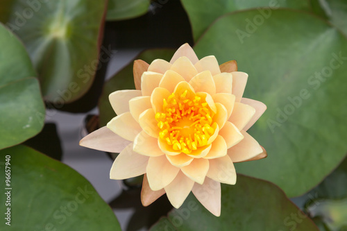 Yellow Lotus