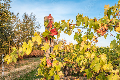 Vines in autumn in the countryside