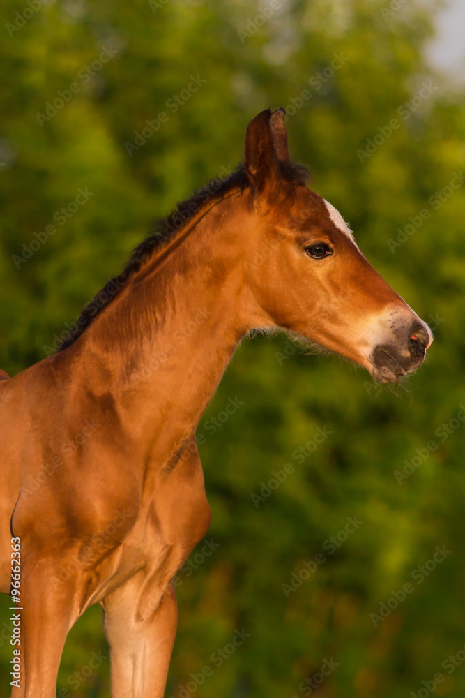 Obraz premium Bay newborn colt in the meadow