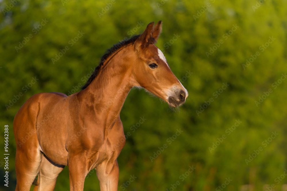 Bay newborn colt in the meadow Bay newborn colt in the meadow
