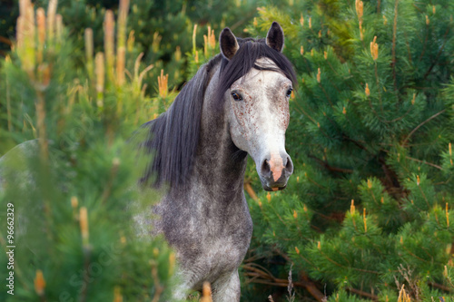Portrait of gray Arabian stallion in pine trees © callipso88