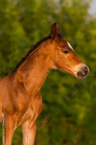Bay newborn colt in the meadow © callipso88