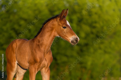 Bay newborn colt in the meadow