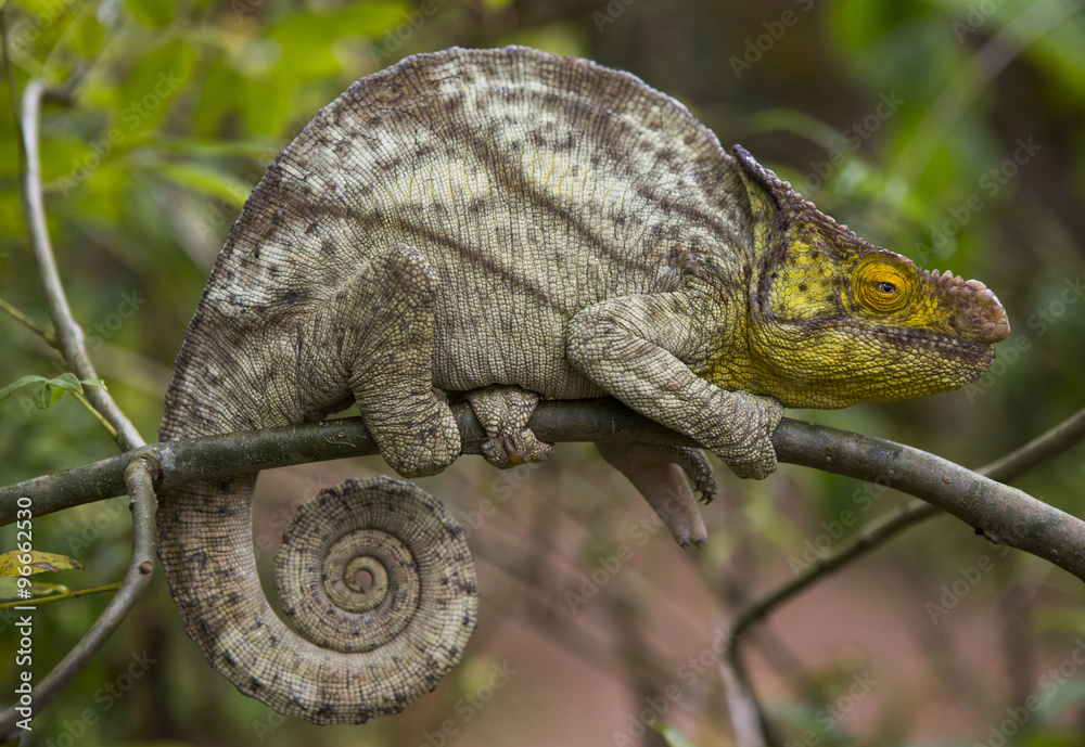 Naklejka premium Chameleon sitting on a branch. Madagascar. An excellent illustration. Close-up.