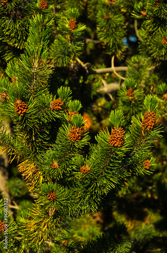 Detail from nordic spruce evergreen tree, north Iceland