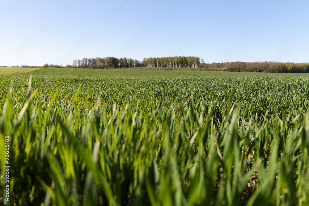 Green wheat field. Green wheat field.