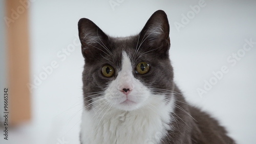 Portrait shot of a domestic shorthair cat looking curiously straight into the camera.