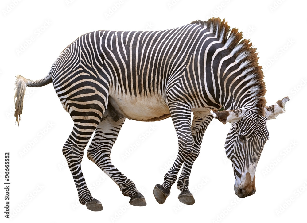 Obraz premium Isolated zebra of Grevy