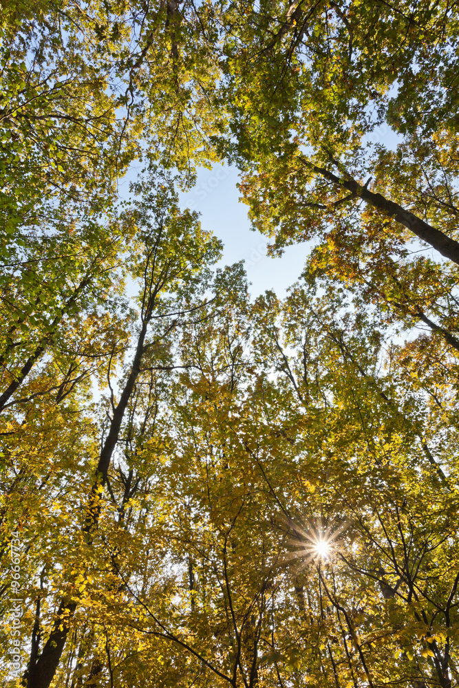 Obraz premium Laubwald im Herbst