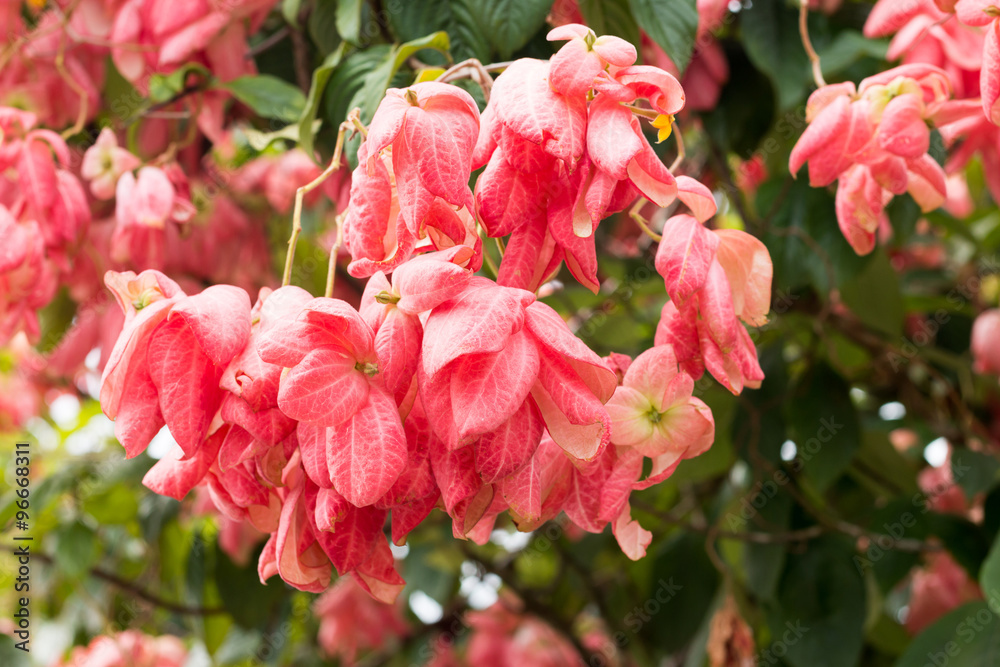 Obraz premium Dona Queen Sirikit flower