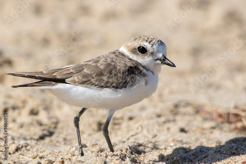The Cute Little Snowy Plover Walking Around the Beach