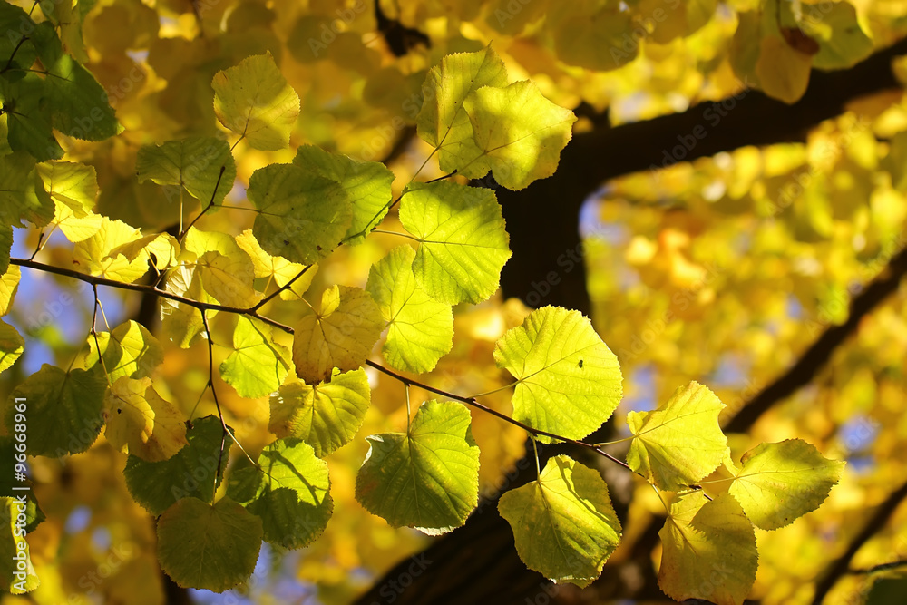 Autumn green yellow heavy foliage Autumn green yellow heavy foliage