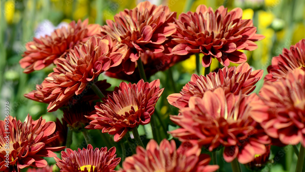 Orange Chrysanthemum (Dendranthemum grandifflora) in closed-up. Orange Chrysanthemum (Dendranthemum grandifflora) in closed-up.