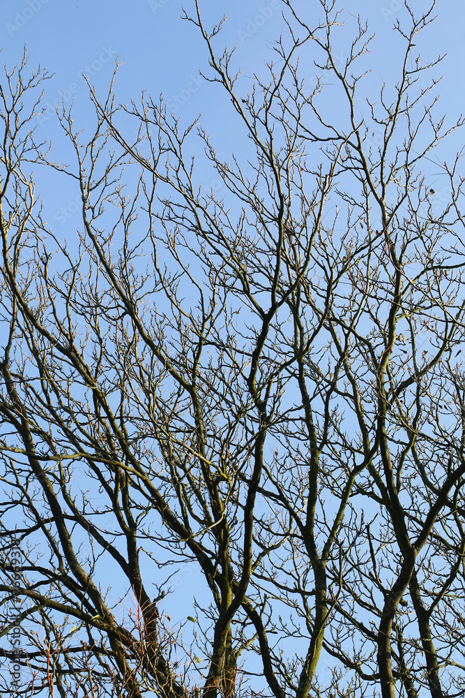 Naked branches over blue sky Naked branches over blue sky