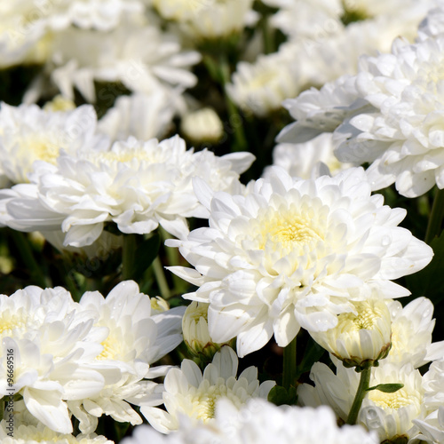 White Chrysanthemum  Dendranthemum grandifflora  in closed-up.