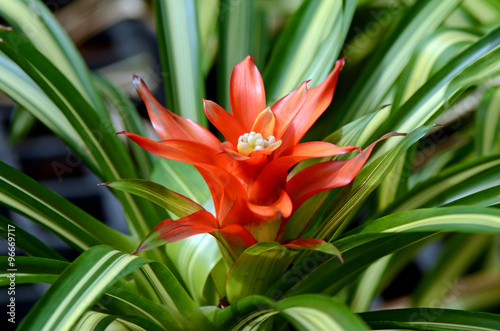 Slika na platnu Urn Plant or Bromeliad.