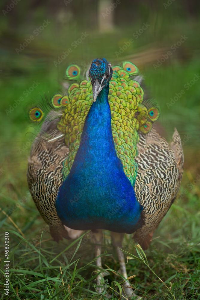 Fototapeta premium peacock.