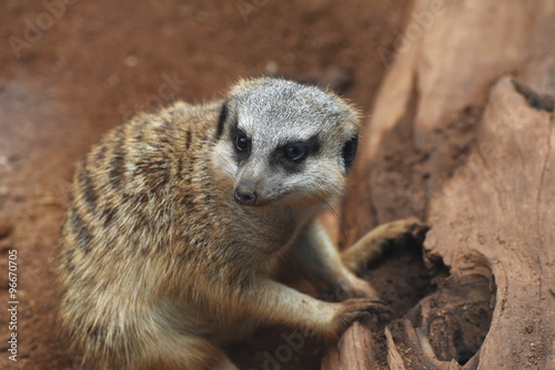 A meerkat near the stem © oksmit