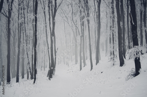 snowy path in forest #96671354
