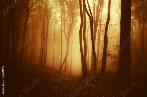 morning light in forest