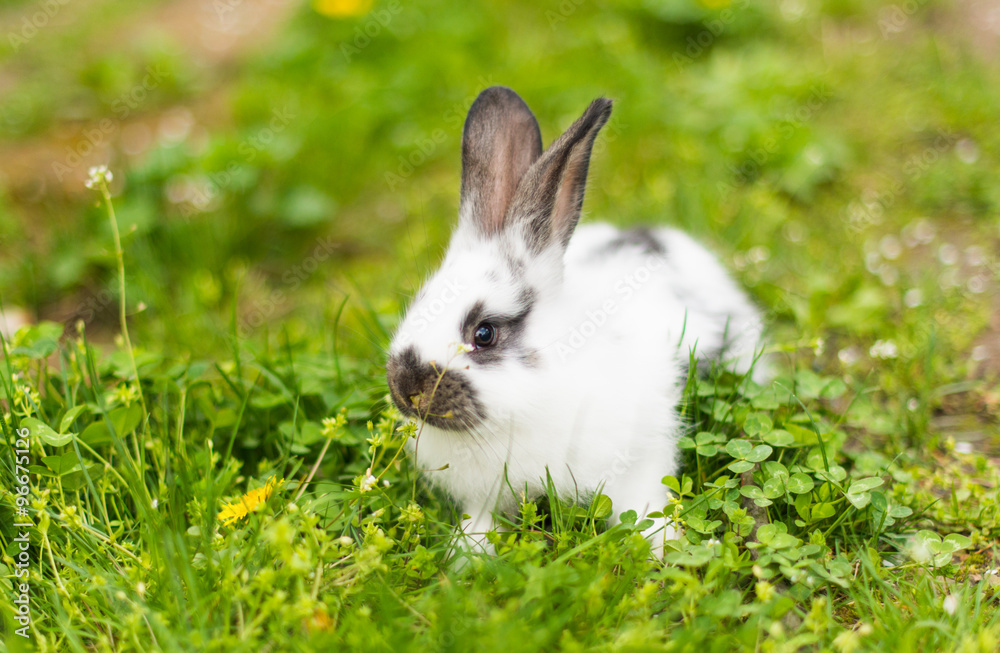 Rabbit in green grass on the farm Rabbit in green grass on the farm