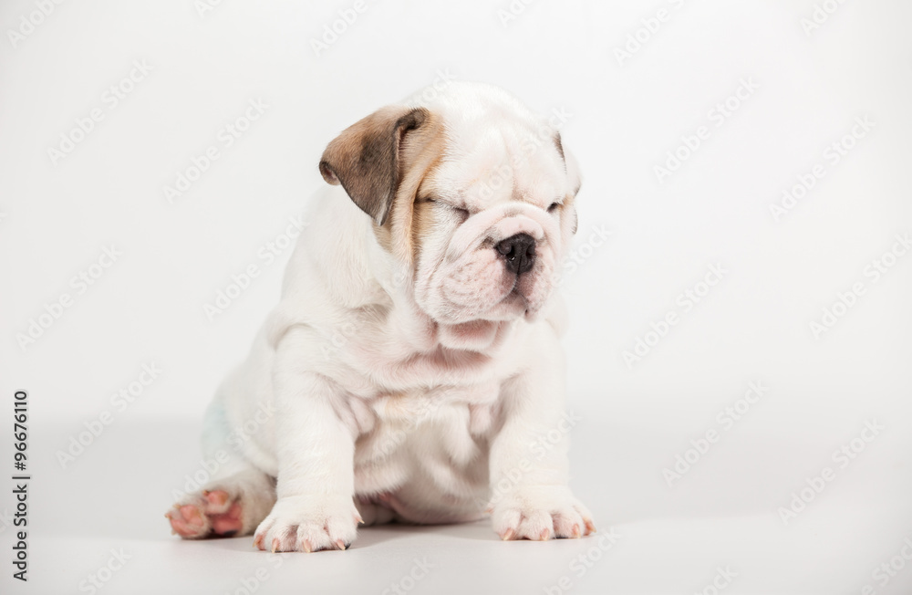 ENGLISH Bulldog puppy on white background