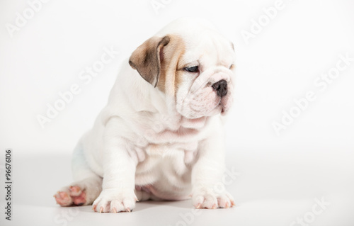 ENGLISH Bulldog puppy on white background © Andriy Petrenko