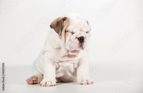 Fototapeta Naklejka Na Ścianę i Meble -  ENGLISH Bulldog puppy on white background