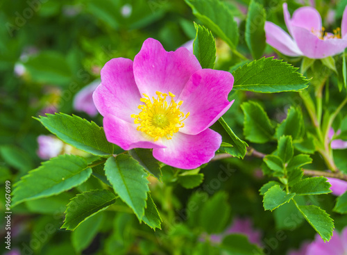 dog-rose