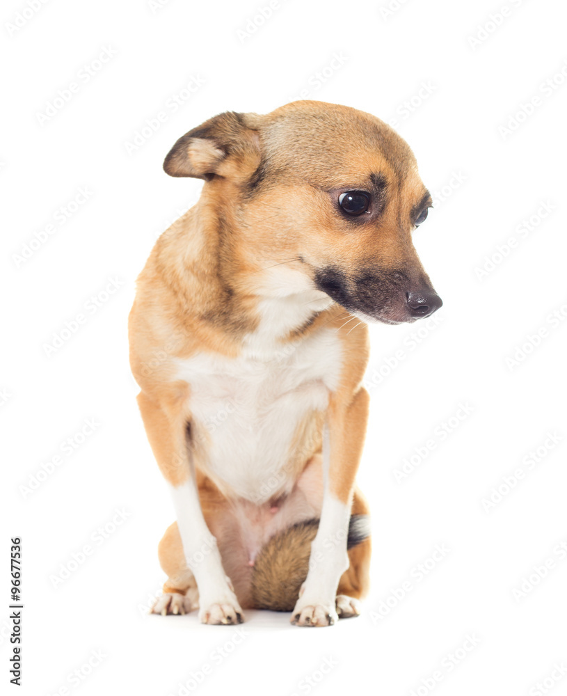 funny doggy on a white background