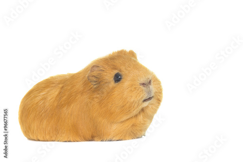 guinea pig looks on a white background