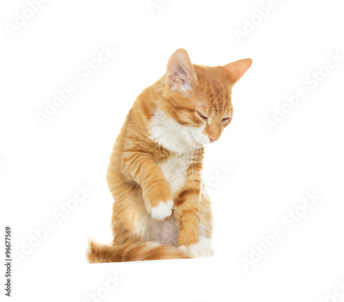 funny cat on a white background