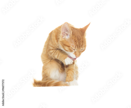 funny cat licks a paw on a white background
