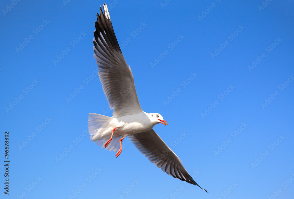 Obraz premium Seagull flying in beautiful sky