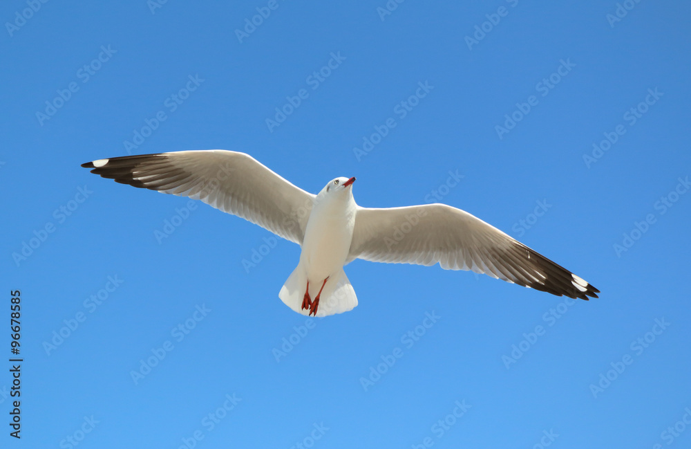 Seagull flying in beautiful sky