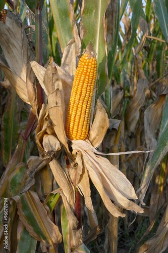 Corn plant ready for harvest