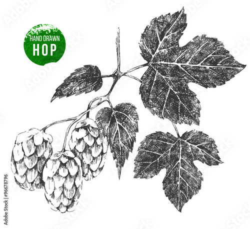 hand drawn hop brunch