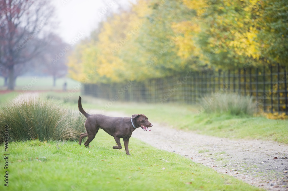 Chocolate brown labrador hunting