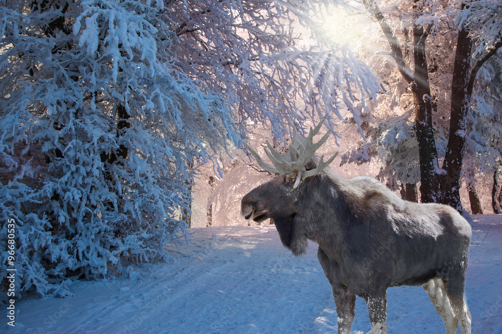Fototapeta premium Pink morning in forest and moose went for walk