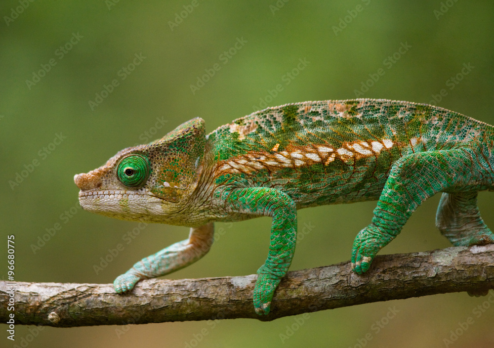 Obraz premium Chameleon sitting on a branch. Madagascar. An excellent illustration. Close-up.