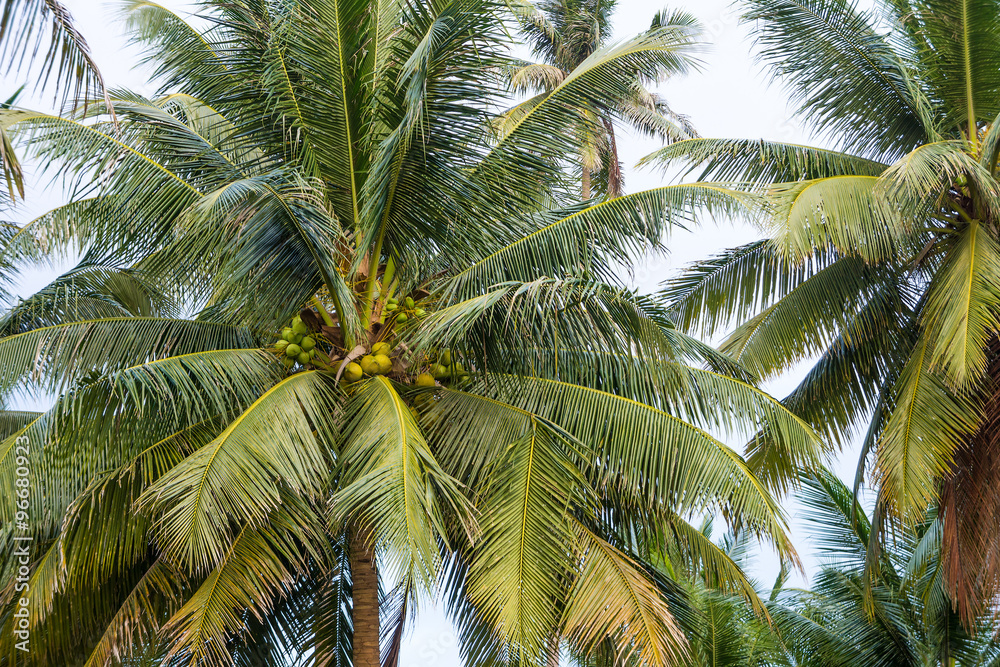 Obraz premium Coconut tree with coconut fruits in a garden. Cocos nucifera is a member of the palm family.