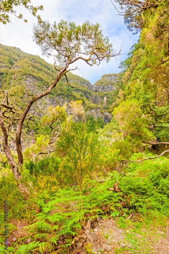 Madeira - natural landscape - green nature