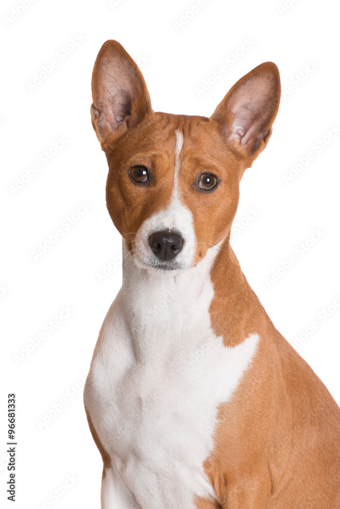 red basenji dog portrait on white red basenji dog portrait on white