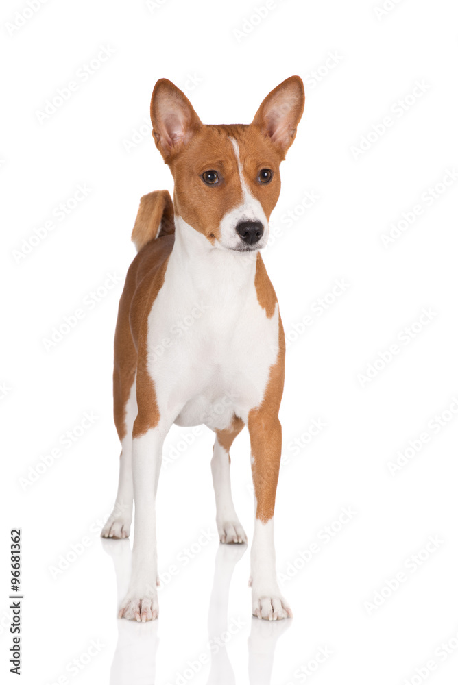 red basenji dog on white red basenji dog on white